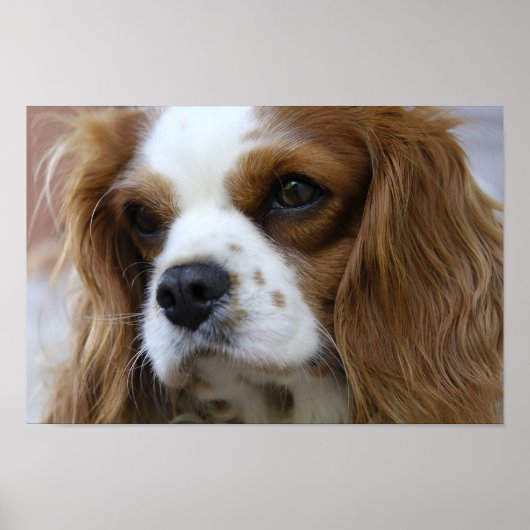 King Charles Spaniel Poster (Voorkant)