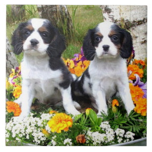 King Charles Spaniel puppies Tegeltje