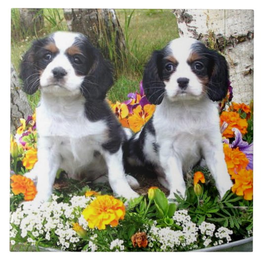 King Charles Spaniel puppies Tegeltje (Voorkant)