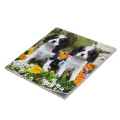 King Charles Spaniel puppies Tegeltje (Zijkant)