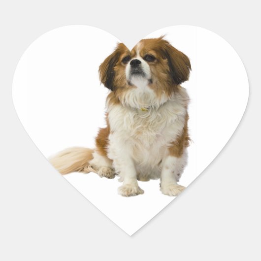 King Charles Spaniel Puppy Hond Sticker / Label (Voorkant)
