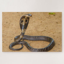 King Cobra