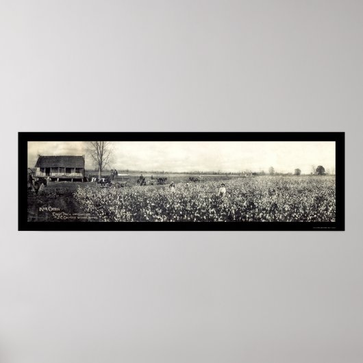 King Cotton Picking Foto 1907 Poster (Voorkant)