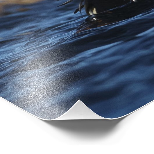 King Eider Bird Foto Afdruk (Hoek)