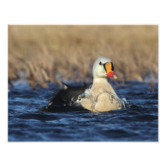 King Eider Bird Foto Afdruk