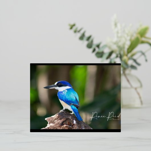 King Fisher Blue Briefkaart (Staand Voorkant)