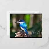 King Fisher Blue Briefkaart (Voorkant / Achterkant)