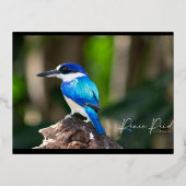 King Fisher Blue Briefkaart (Voorkant)