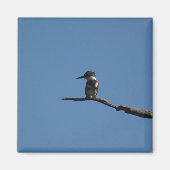 King Fisher Magneet (Voorkant)