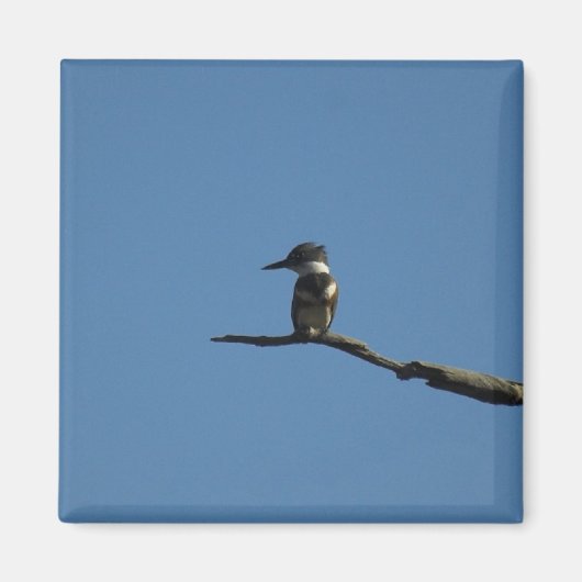 King Fisher Magneet (Voorkant)