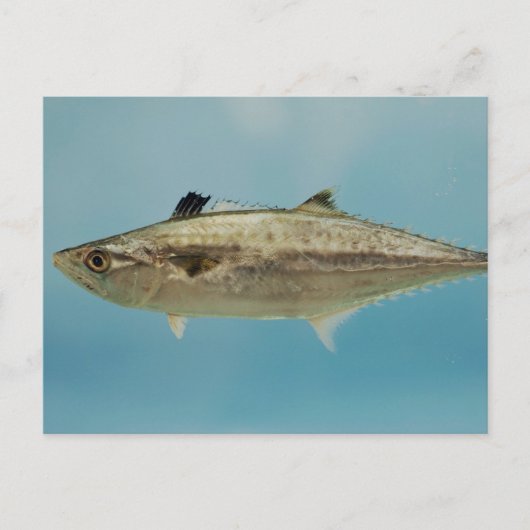 King Mackerel Briefkaart (Voorkant)