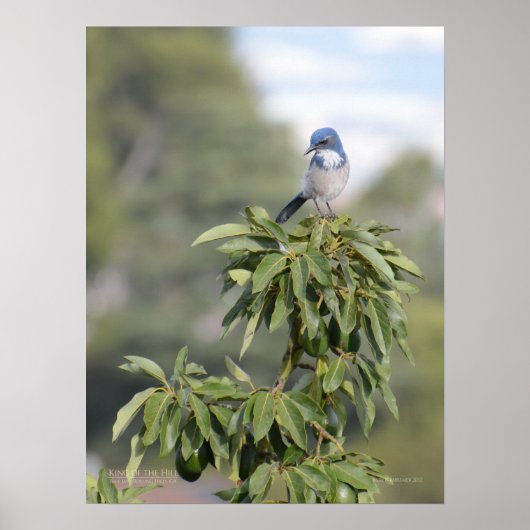 King of the Hill Poster (Voorkant)