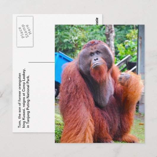King Orangutan Tom in Camp Leakey Briefkaart (Voorkant / Achterkant)