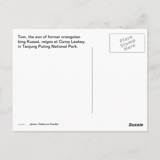 King Orangutan Tom in Camp Leakey Briefkaart (Achterkant)