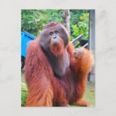 King Orangutan Tom in Camp Leakey Briefkaart (Voorkant)