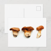 King oyster mushroom briefkaart (Voorkant / Achterkant)
