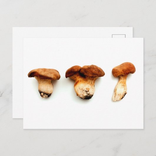 King oyster mushroom briefkaart (Voorkant / Achterkant)