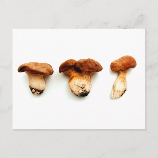 King oyster mushroom briefkaart (Voorkant)