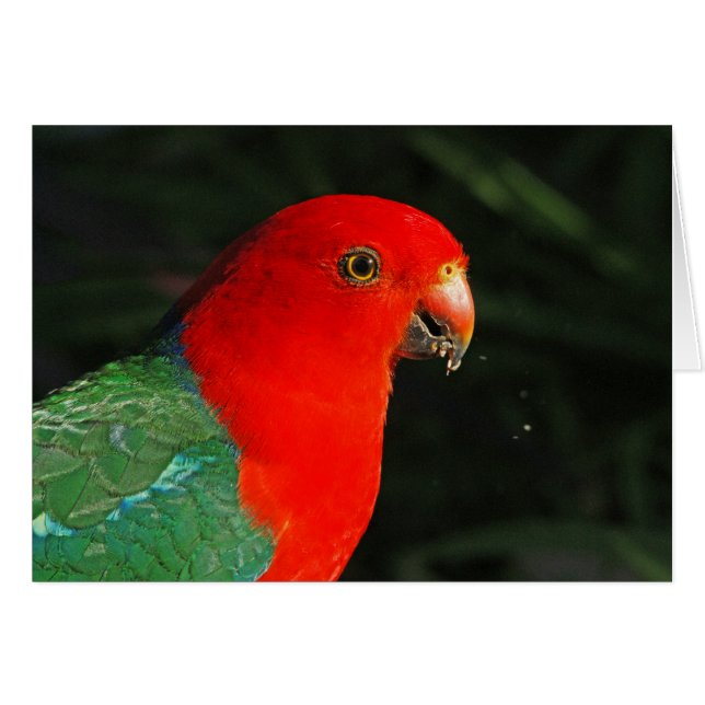 King Parrot (Voorkant Horizontaal)