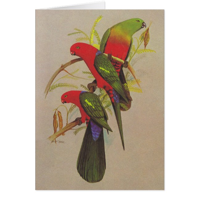 King Parrot - Alisterus scapularis (Voorkant)