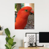 King Parrot - Australian Native Bird Series Poster (Thuiskantoor)