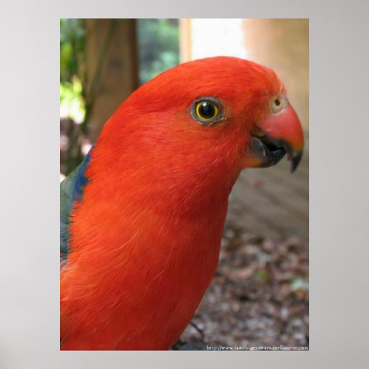 King Parrot - Australian Native Bird Series Poster (Voorkant)