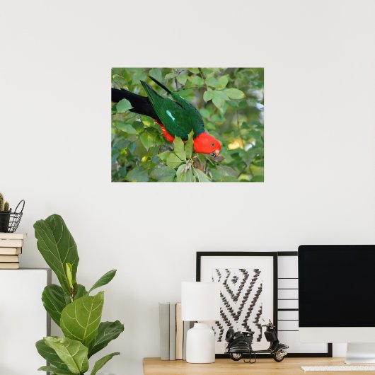 King Parrot Poster (Thuiskantoor)