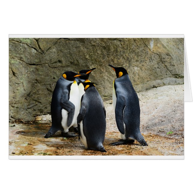 King Penguin (Voorkant Horizontaal)