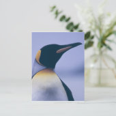 King Penguin Briefkaart (Staand voorkant)