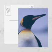 King Penguin Briefkaart (Voorkant / Achterkant)