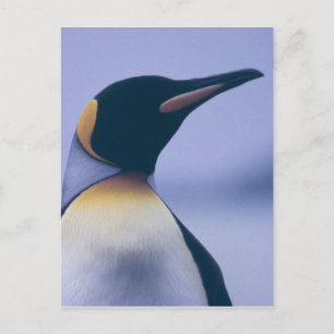 King Penguin Briefkaart