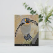 King Penguin Edinburgh Zoo Scotland Briefkaart (Staand voorkant)