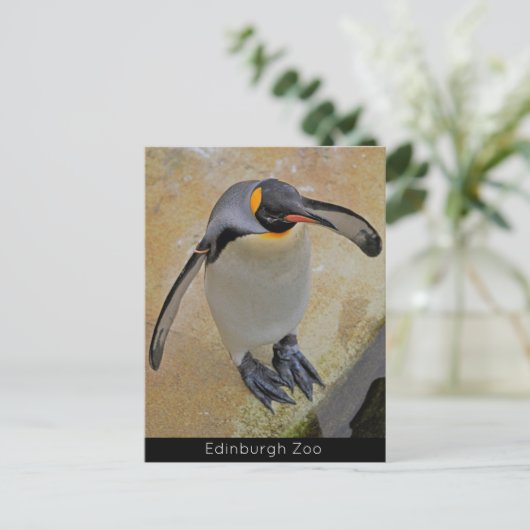 King Penguin Edinburgh Zoo Scotland Briefkaart (Staand voorkant)