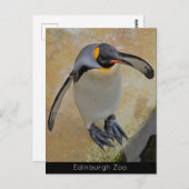 King Penguin Edinburgh Zoo Scotland Briefkaart (Voorkant / Achterkant)