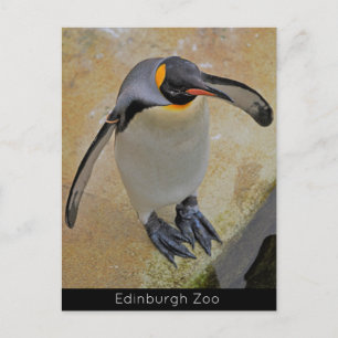 King Penguin Edinburgh Zoo Scotland Briefkaart