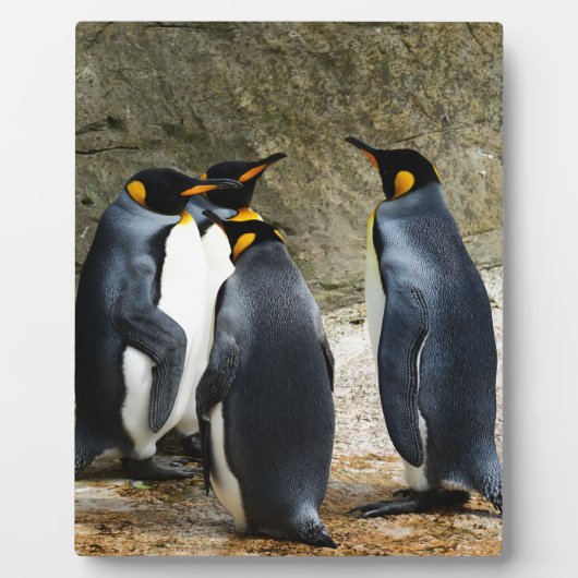 King Penguin Fotoplaat (Voorkant)