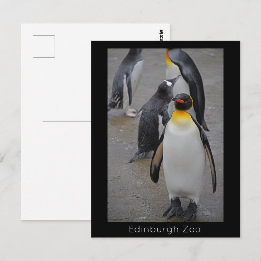 King Penguin & Friends Edinburgh Zoo Scotland Briefkaart (Voorkant / Achterkant)