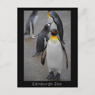 King Penguin & Friends Edinburgh Zoo Scotland Briefkaart