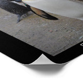 King Penguin & Friends Edinburgh Zoo Scotland Poster (Hoek)