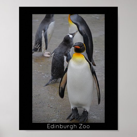 King Penguin & Friends Edinburgh Zoo Scotland Poster (Voorkant)