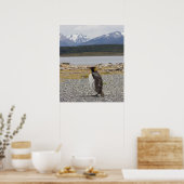 King Penguin, Isla Martillo, Tierra Del Fuego Poster (Keuken)