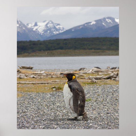 King Penguin, Isla Martillo, Tierra Del Fuego Poster (Voorkant)