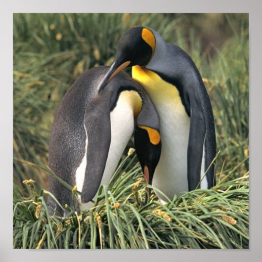 King Penguin Lovers Poster (Voorkant)