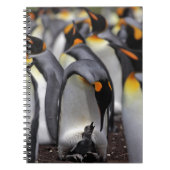 King Penguin met Chick Notitieboek (Voorkant)