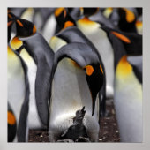 King Penguin met Chick Poster (Voorkant)
