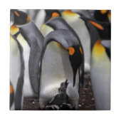 King Penguin met Chick Tegeltje (Voorkant)