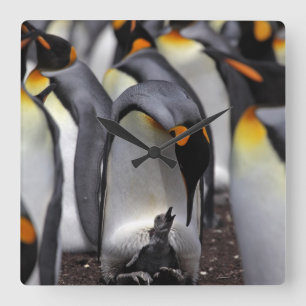 King Penguin met Chick Vierkante Klok