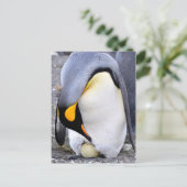 King Penguin met Egg Briefkaart (Staand voorkant)