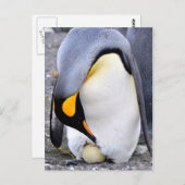 King Penguin met Egg Briefkaart (Voorkant / Achterkant)