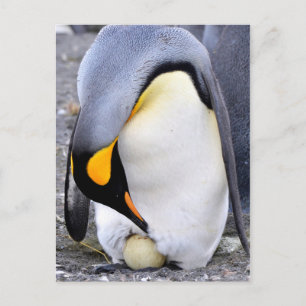 King Penguin met Egg Briefkaart